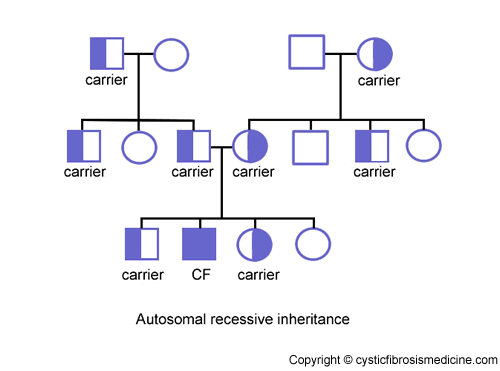 What Is The Probability That An Offspring Will Inherit Cystic Fibrosis An Autosomal Recessive Disorder If Both Parents Are Carriers Socratic