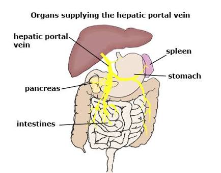 What Vessel Carries Blood From The Intestines To The Liver Does It Carry Oxygenated Blood Or Deoxygenated Blood Socratic