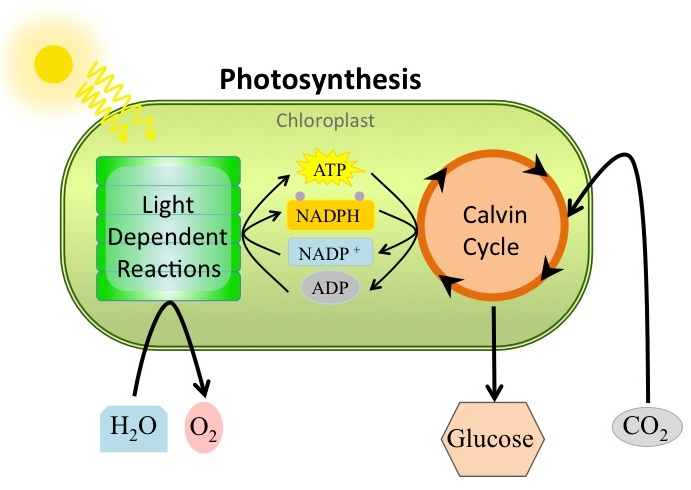 Light-dependent reactions