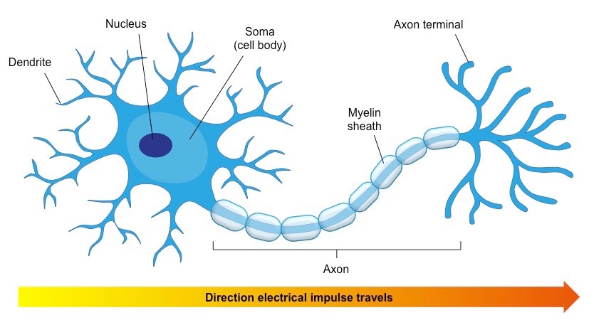 neuron cell structure